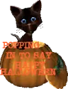 CAT IN PUMPKIN