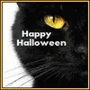 Halloween Cat