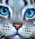 feathertail