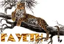 tiger name-fayeth