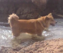 dog swimming