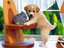 dog and bunny
