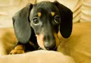 Dachshund