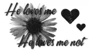 Loves me, Loves me not