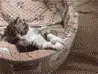 young cat