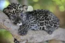 tree hugger