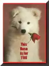 Rose for you