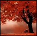 Autumn Backround