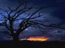 Tree at nigth
