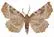 Little Moth