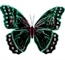 Flickering Butterfly