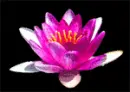 lotus