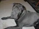 Dogs