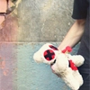 teddy bear
