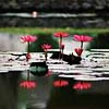 lily pads