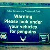 penguins
