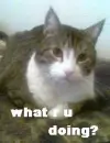 curious cat