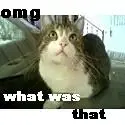 Omg what was that
