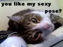 Sexy kitty
