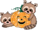 Pumpkin Raccoons