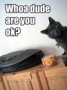 wondering cat