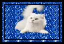 white cat framed in blue