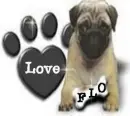 Pug Love