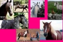horses