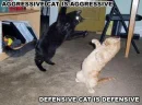 Attack