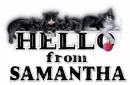 SAMANTHA Kitties Hello
