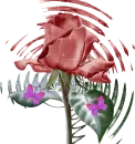 Rose Magic