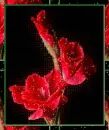 Sparkling Tulips Frame