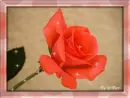 Orange Rose Frame