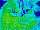 Green and Blue Cat