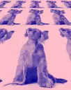 dogs