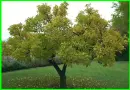 Tree Around Green