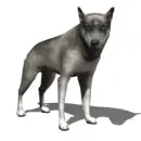 awsome dog