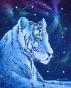 awsome white tiger