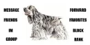 cute cocker spaniel