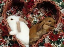 Rabbits