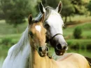                                                   Horses