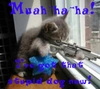 kitten