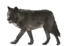 walking wolf