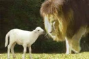The lion and lamb