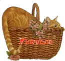 Cat in Basket