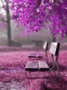 nice