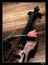 violin