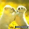 cute dogs,puppies