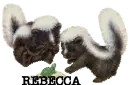 SKUNKS LOOKING AT TURTLE