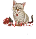 CAT WITH ROSE